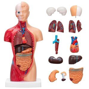 Kids 15 Pcs Removable Human Body Model with Product Manual for Learning